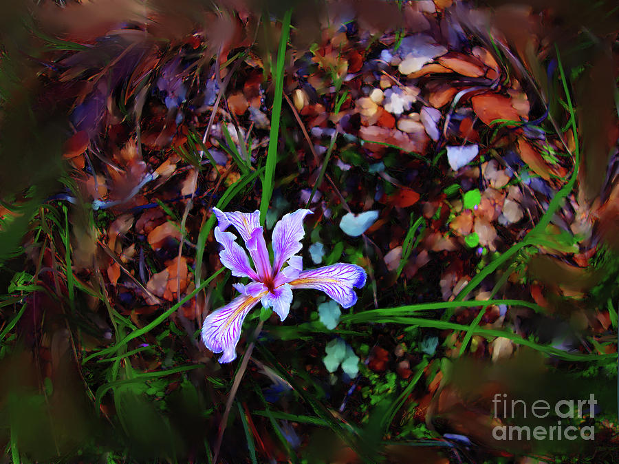 Tiny Wild Iris Photograph by Lisa Redfern