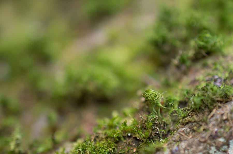 Moss Photograph - Tiny World by Tiffany Anthony