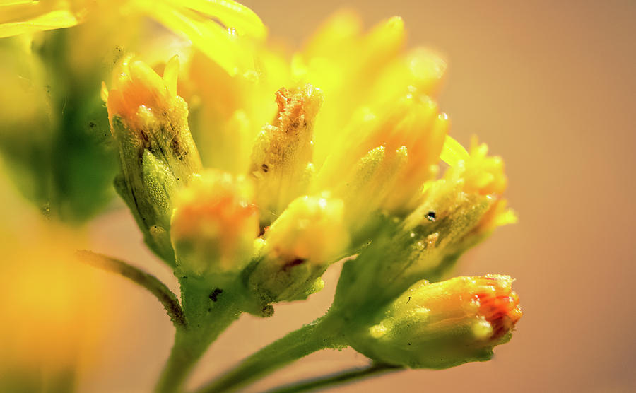 Tiny Yellow Flowers Macro Lake Skinner California Photograph by Adam Rainoff
