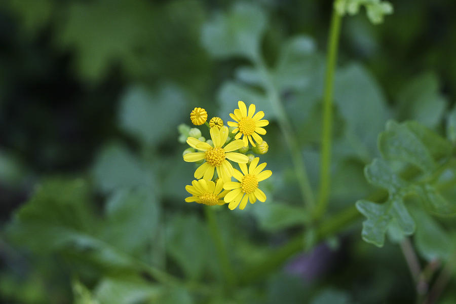 Flowers Still Life Photograph - Tiny Yellow Flowers by Shaina Lenz