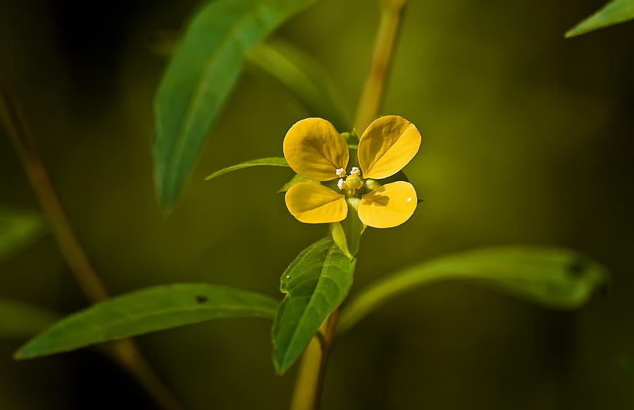 Tiny Yellow Swamp Flower Photograph by Michael Whitaker