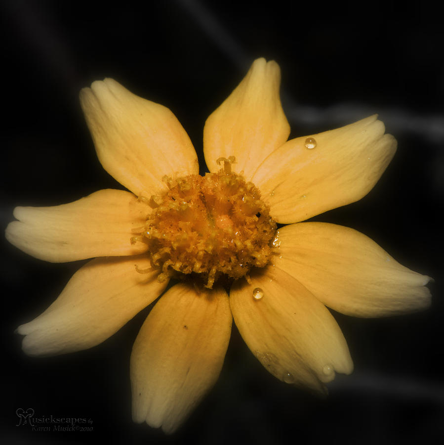 Tiny Yellow Wild Flower Photograph by Karen Musick