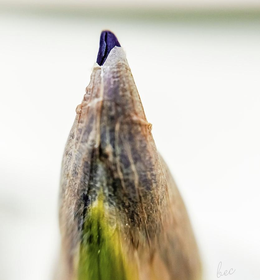 Tip of an Iris Photograph by Bruce Carpenter