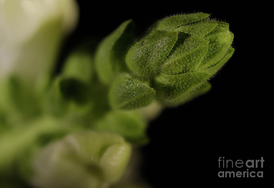 Tip of Snapdragon on Black Botanical / Nature / Floral Photograph Photograph by PIPA Fine Art - Simply Solid