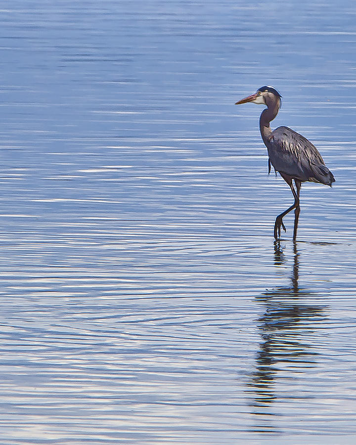 Tip Toe Photograph by Sue Cole | Fine Art America