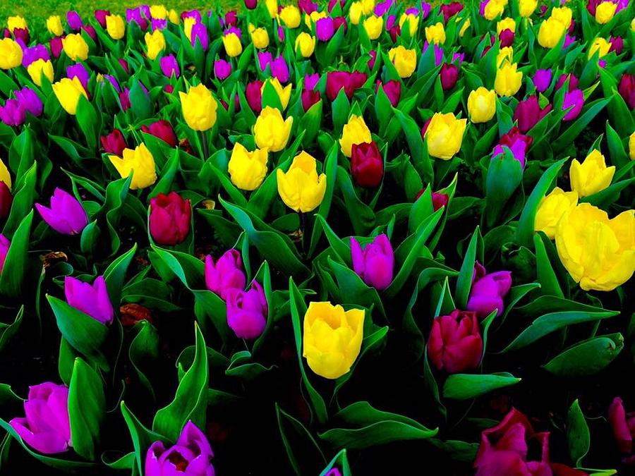 Tulip Photograph - Tip Toe Through The Tulips by Abbie Loyd Kern