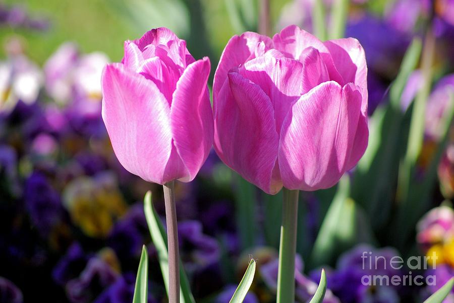 Spring Photograph - Tip Toe Through The Tulips by John S