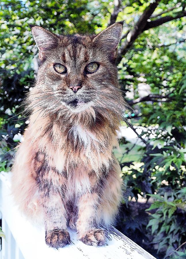 Tipper - Maine Coon Cat Photograph by Nina-Rosa Dudy