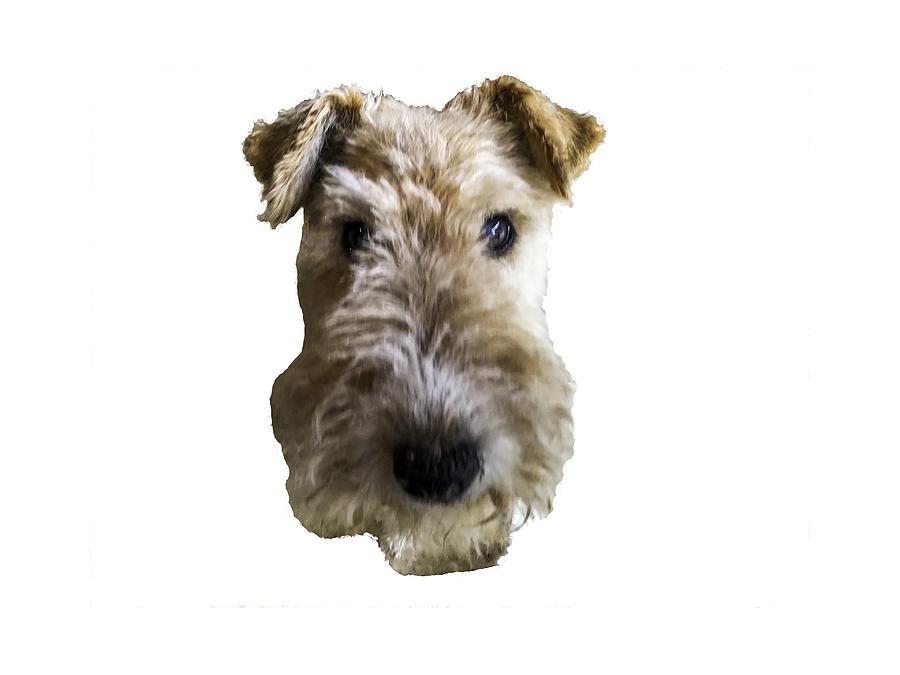 Tipper the Fox Terrier Photograph by Charles Kraus