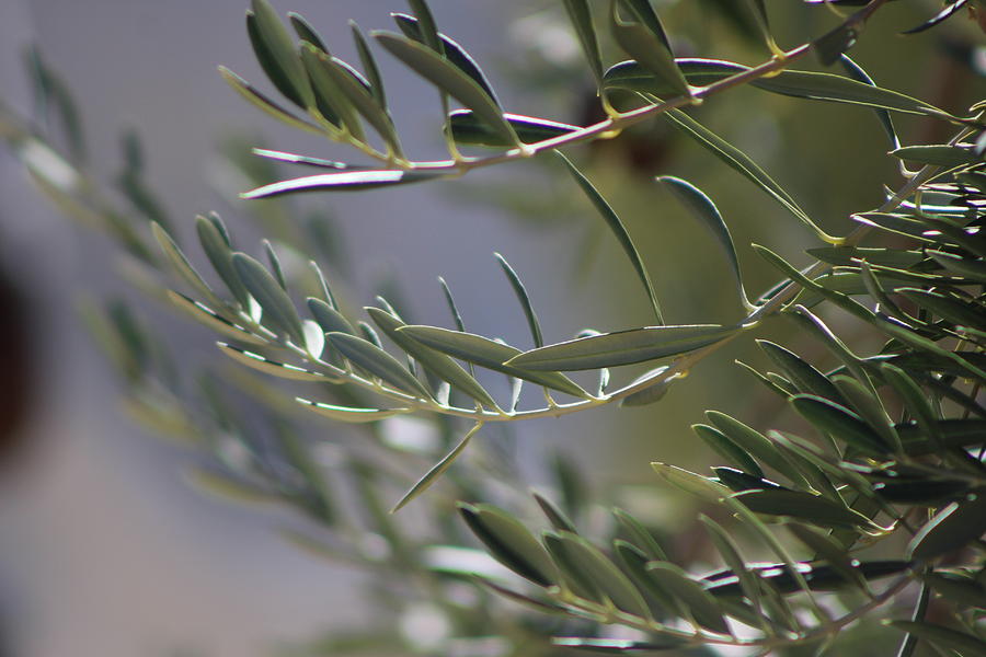 Tips of Olive Branches Photograph by Colleen Cornelius