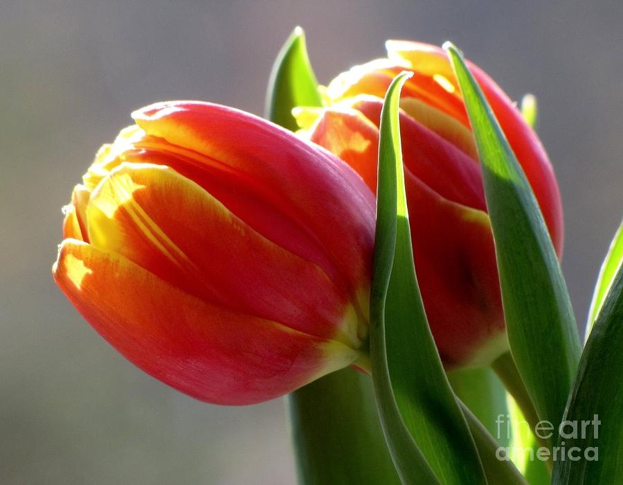 Tiptoe Through the Tulips Photograph by Lori Lafargue