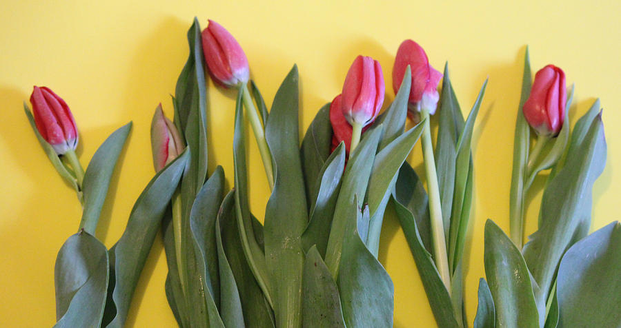 Tiptoe Through The Tulips Photograph By Jodi Vetter