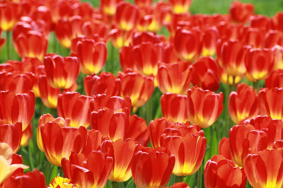 Tiptoe Through The Tulips Photograph By Michael Perry