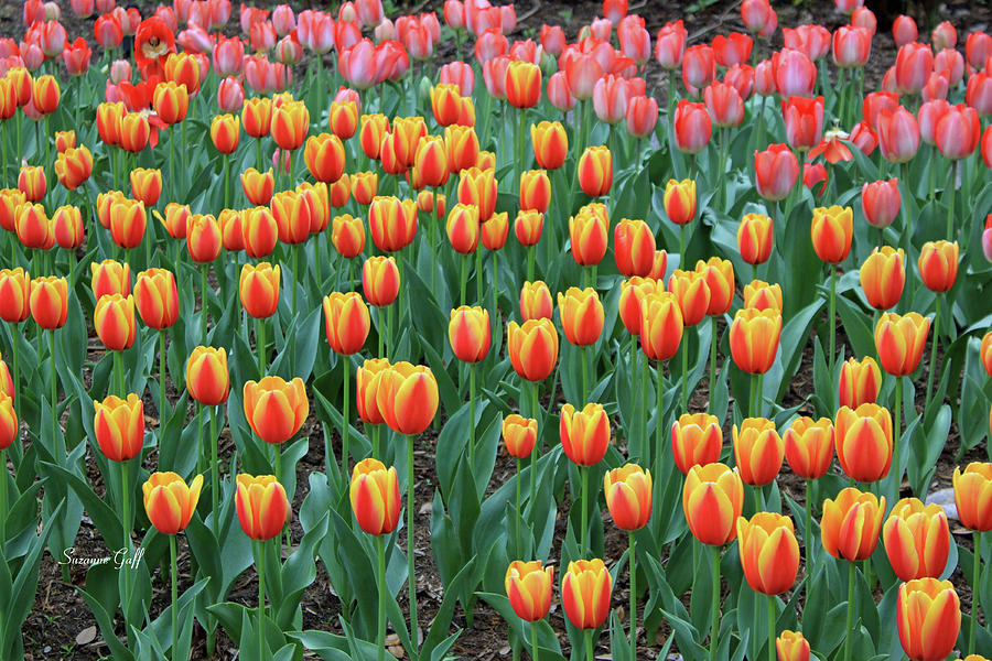 Tiptoe Through the Tulips Photograph by Suzanne Gaff - Fine Art America