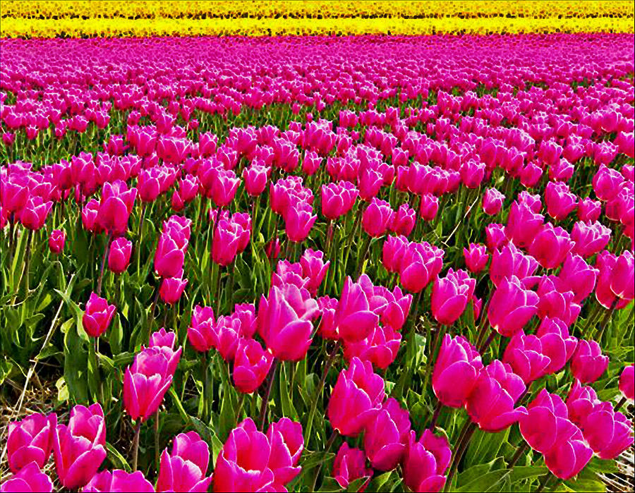 Tiptoe Thru the Tulips Photograph by Digital Art Cafe