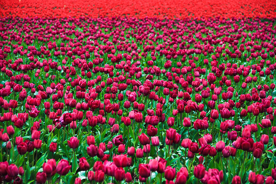 Tiptoe Thru Tulips Photograph by Juli Ellen