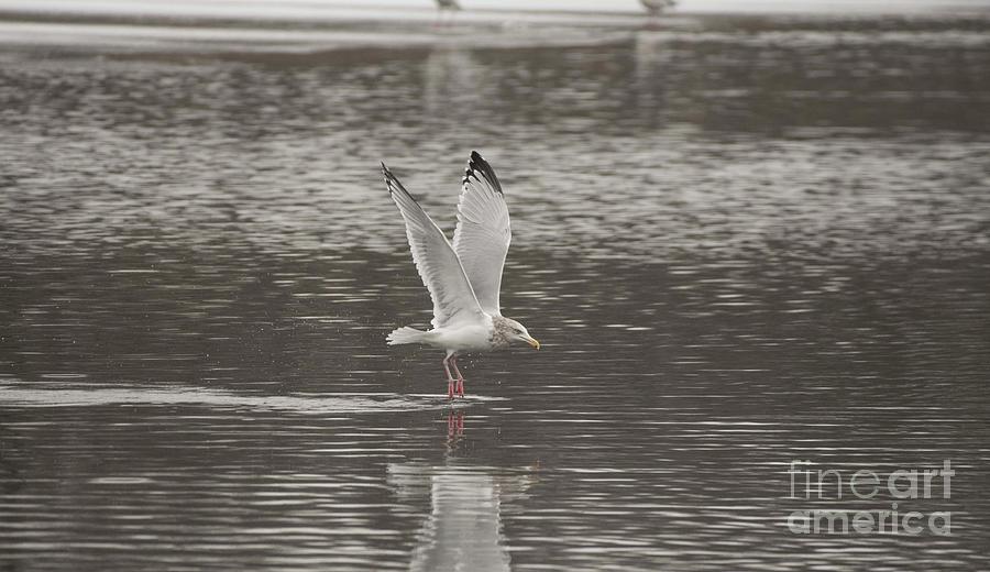 Tiptoeing across the water Photograph by David Bearden