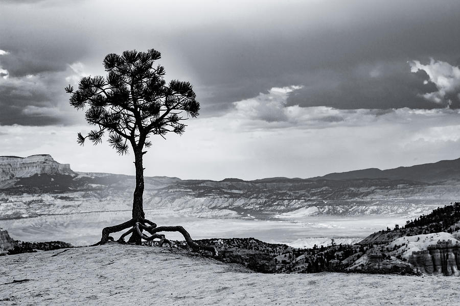 Tiptoeing Tree in Bryce Canyon BW2 Photograph by Lisa Lemmons-Powers