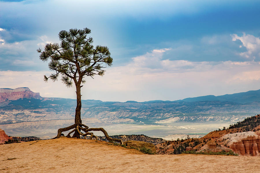Tiptoeing Tree in Bryce Canyon Photograph by Lisa Lemmons-Powers