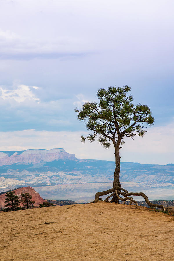 Tree Photograph - Tiptoeing Tree in Bryce Canyon-Vertical by Lisa Lemmons-Powers