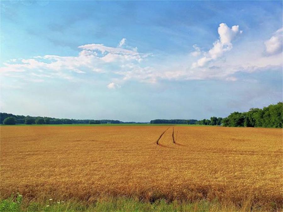 Fields Photograph - Tire Ruts #wheat #fields #alabama by Steven Gordon