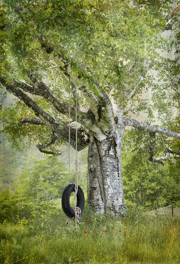 Tire Swing Hanging Off a White Birch Photograph by Betty  Pauwels 