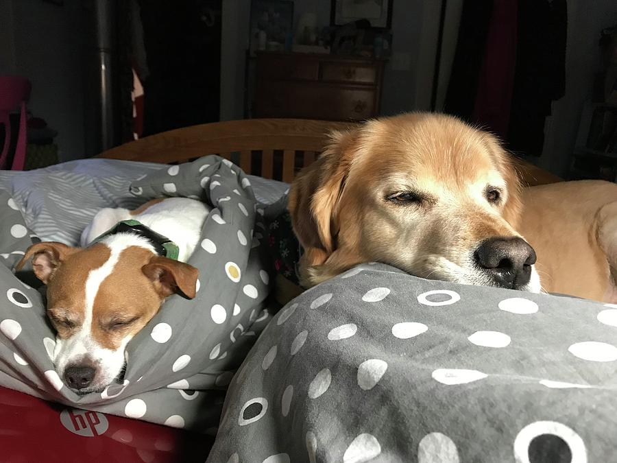 Tired babies Photograph by Karen MaddenDreiser