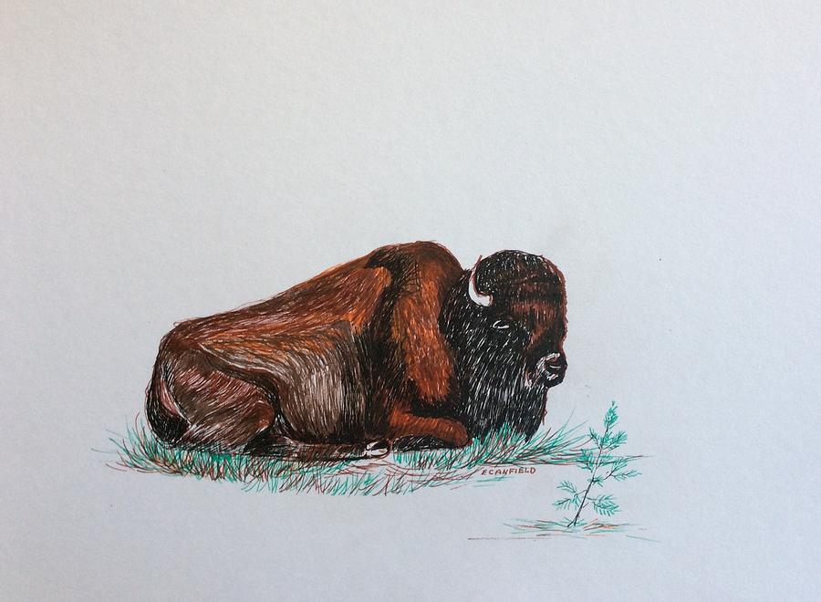 Tired Bison Drawing by Ellen Canfield