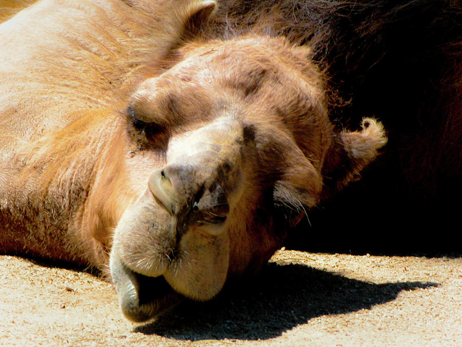 Tired Camel Photograph by Gina Cordova Pixels