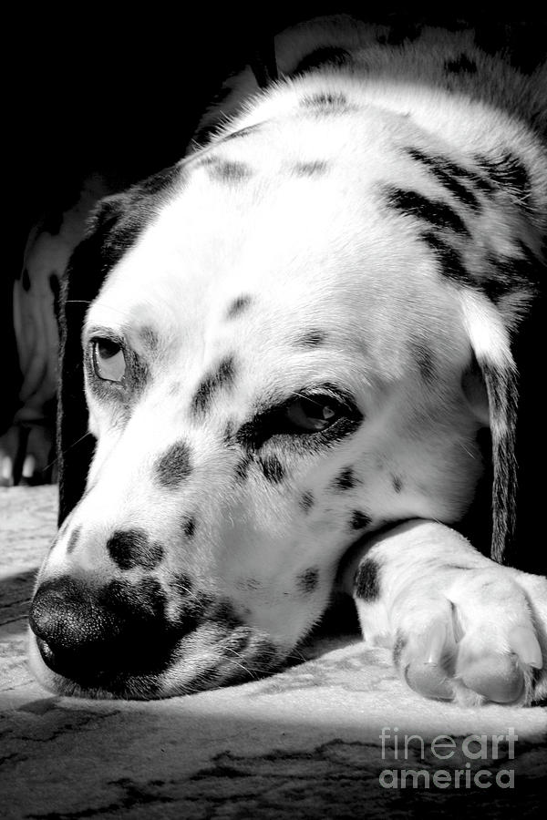 Tired Dalmatian Ready for a Nap Photograph by Bruce Block