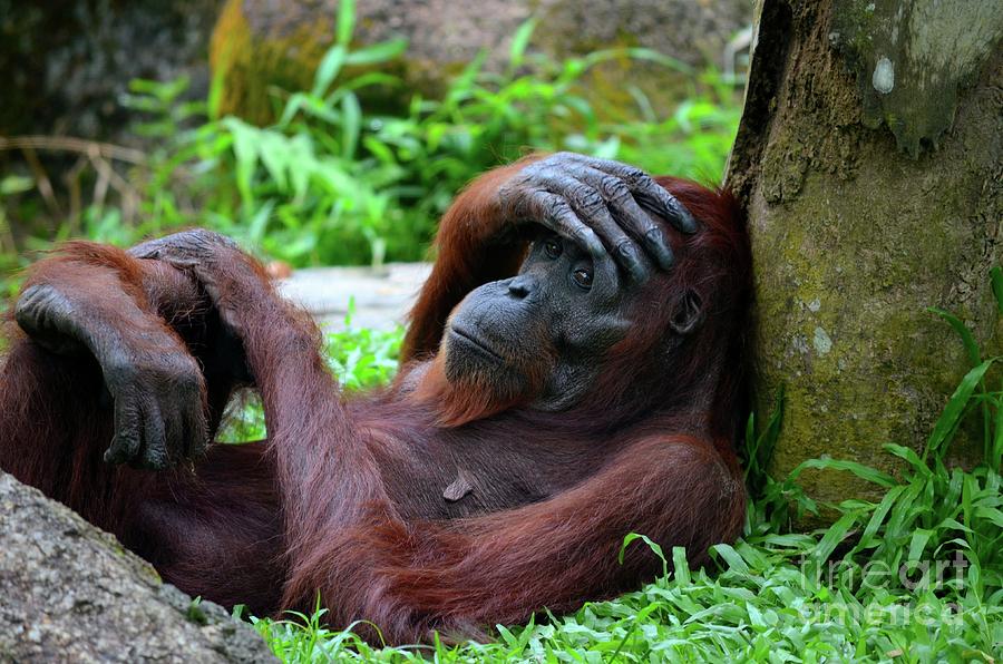 Tired female orangutan ape rests against tree with hand on her head Photograph by Imran Ahmed