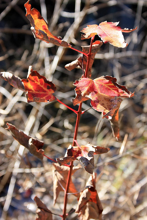 Tired Leaves Photograph by Mary Haber