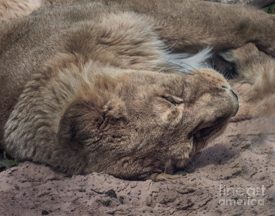 Tired Lion Photograph by Doc Braham