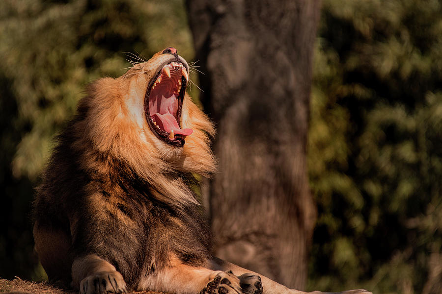 Tired Lion Photograph by Don Johnson