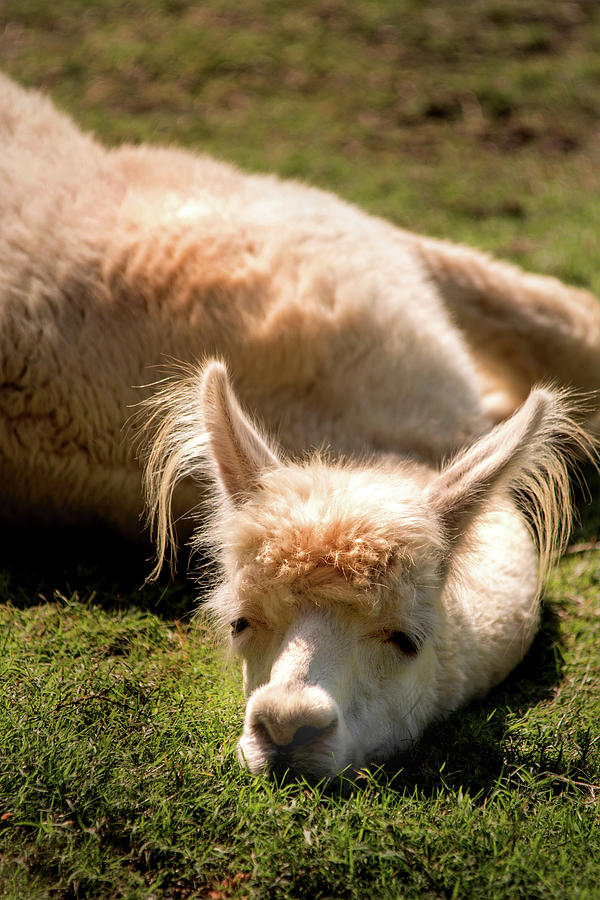 Tired Llama Photograph by Don Johnson