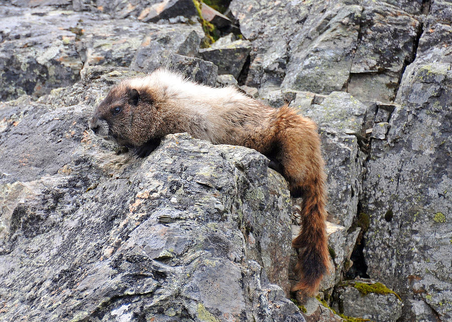 marmota sleeping
