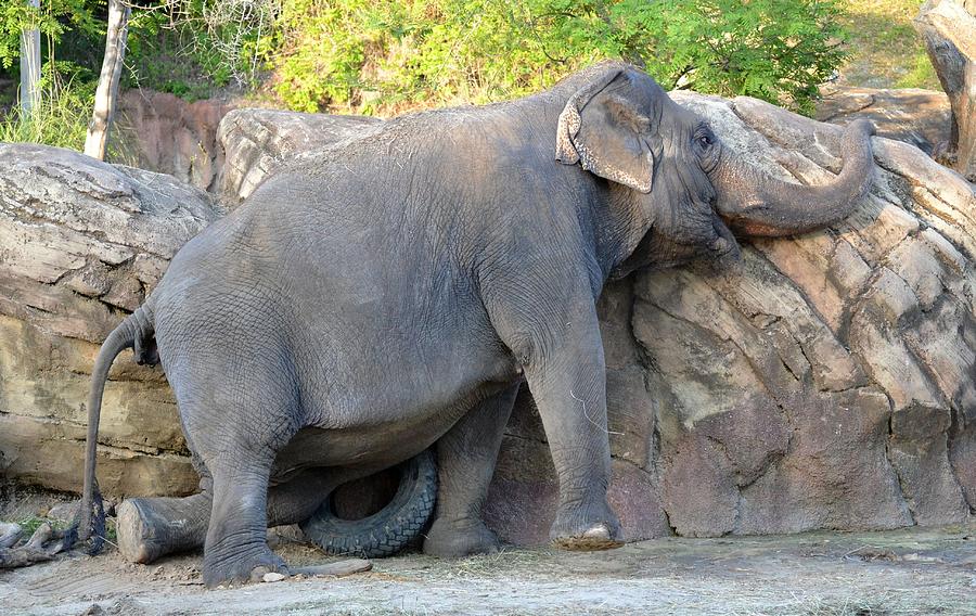 Tired Out Elephant Photograph by Ning Erickson | Fine Art America