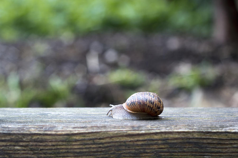 Tired snail Photograph by Helga Novelli