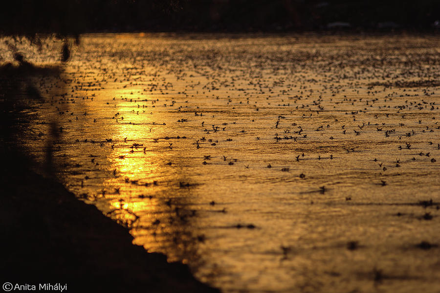 Sunset Photograph - Tisza Mayflies by Thubakabra