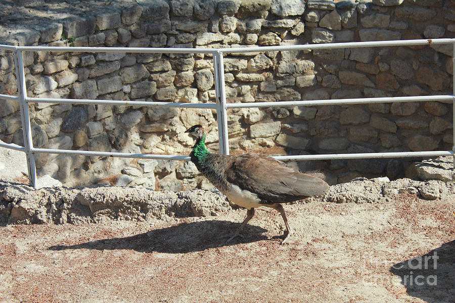 Tita the Peahen Photograph by Donna L Munro