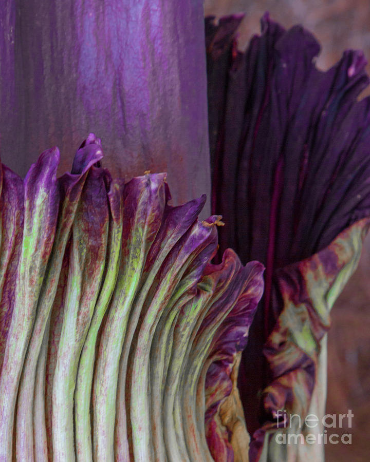 Titan Arnum, Corpse Flower, Abstract Photograph by Kimberly Blom-Roemer