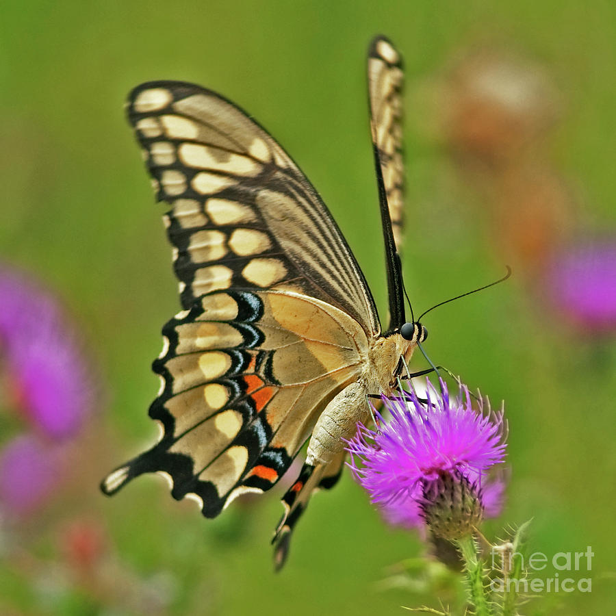 Nature Photograph - Titan on wings... by Nina Stavlund