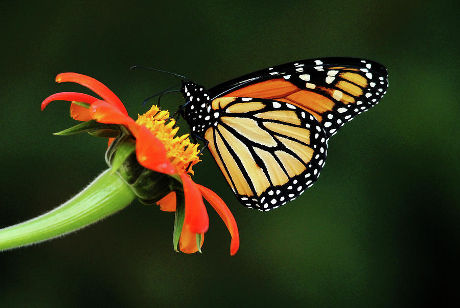 Tithonia Loving Monarch Photograph by Debbie Oppermann