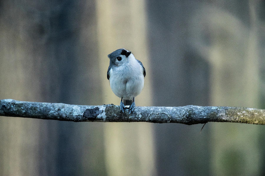 Titmouse Craning Neck To See Photograph