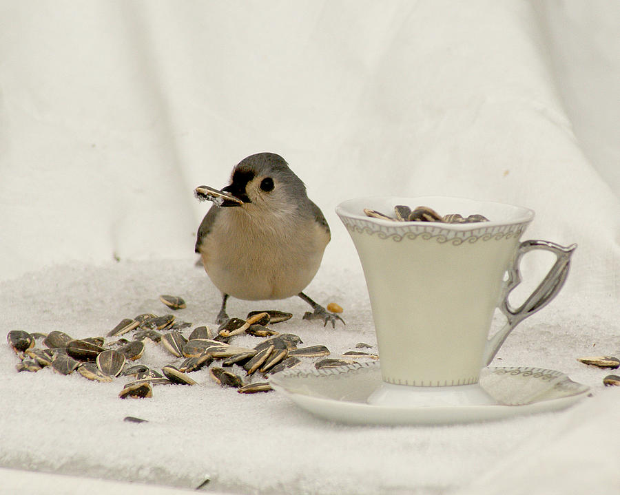 Titmouse Dining on a Cup of Seeds Photograph by Margie Avellino