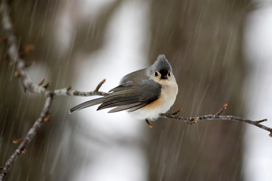 Titmouse During Snow Storm Photograph by Betty Pauwels