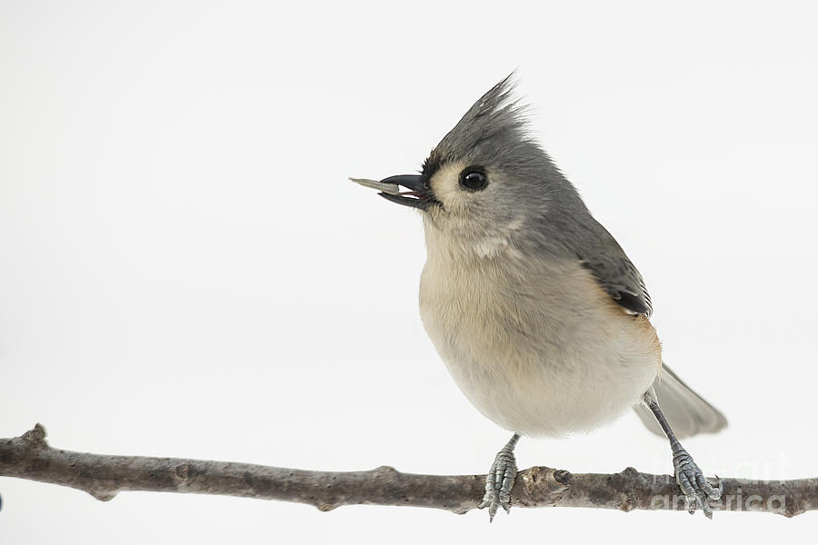Titmouse Eating in Snow Photograph by Jemmy Archer