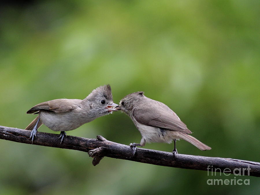 Titmouse Feeding Time Photograph by Wingsdomain Art and Photography