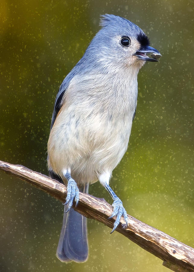 Titmouse Flurries Photograph by Bill and Linda Tiepelman