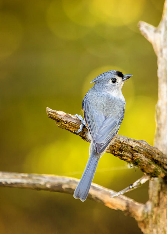 Titmouse From Behind Photograph by Bill and Linda Tiepelman